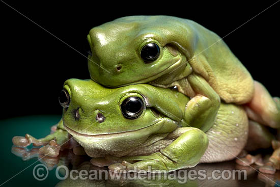 Green Tree Frog photo