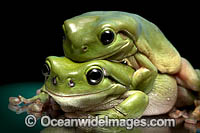 Green Tree Frog Photo - Gary Bell