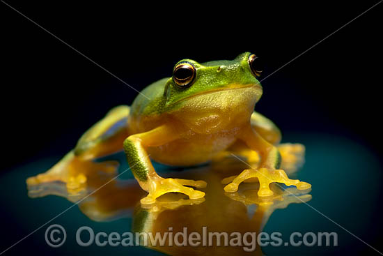 Dainty Green Tree Frog photo Dainty Green Tree Frog photo