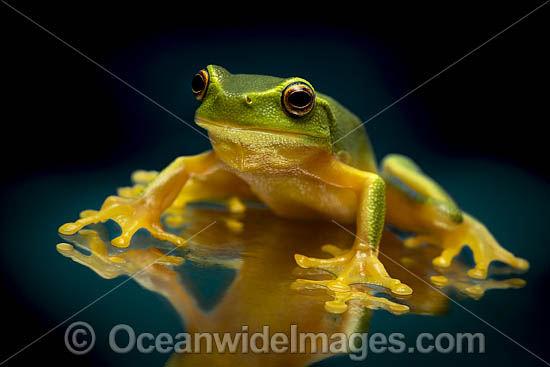 Dainty Green Tree Frog photo Dainty Green Tree Frog photo