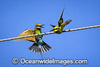 Rainbow Bee-eater Photo - Gary Bell