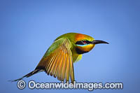 Rainbow Bee-eater Photo - Gary Bell
