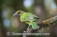 Australian Green Catbird Photo - Gary Bell