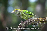 Australian Green Catbird Photo - Gary Bell