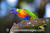Rainbow Lorikeet Photo - Gary Bell
