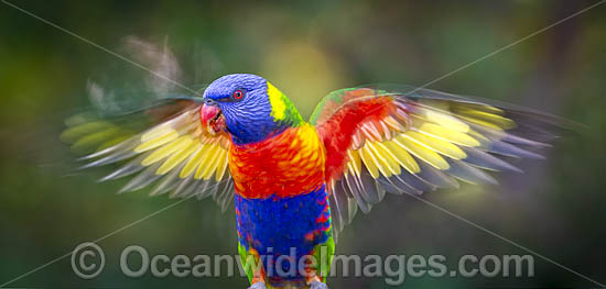 Rainbow Lorikeet photo Rainbow Lorikeet photo