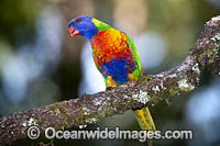 Rainbow Lorikeet Photo - Gary Bell