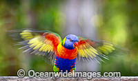 Rainbow Lorikeet Photo - Gary Bell