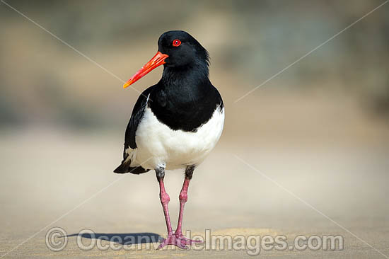 Pied Oystercatcher photo