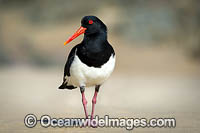 Pied Oystercatcher Photo - Gary Bell