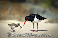 Pied Oystercatcher feeding Photo - Gary Bell