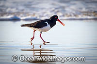Pied Oystercatcher Photo - Gary Bell