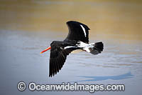 Pied Oystercatcher Photo - Gary Bell