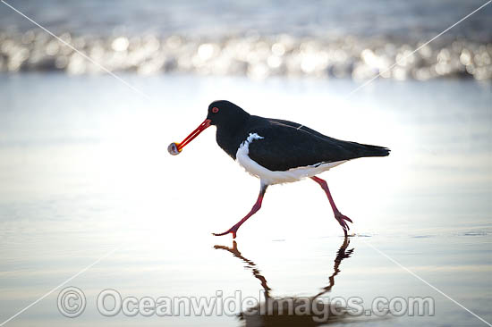 Pied Oystercatcher photo