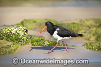 Pied Oystercatcher Photo - Gary Bell