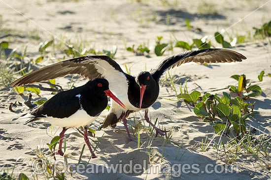 Pied Oystercatcher photo