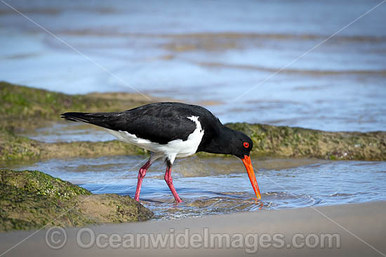 Pied Oystercatcher photo
