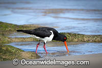 Pied Oystercatcher Photo - Gary Bell