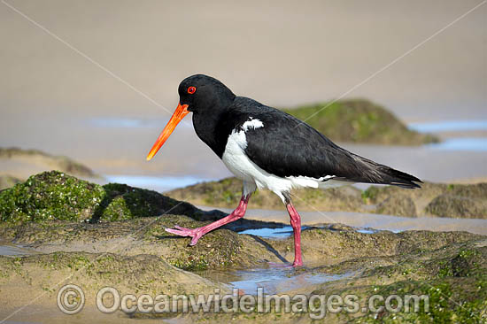 Pied Oystercatcher photo