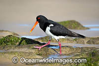 Pied Oystercatcher Photo - Gary Bell