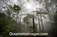 Bruxner Park Rainforest Photo - Gary Bell