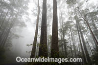 Bruxner Park Rainforest Photo - Gary Bell