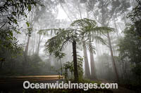 Bruxner Park Rainforest Photo - Gary Bell