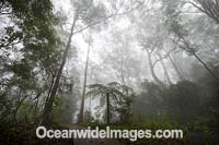 Bruxner Park Rainforest Photo - Gary Bell