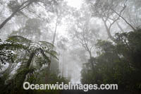 Bruxner Park Rainforest Photo - Gary Bell
