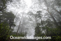 Bruxner Park Rainforest Photo - Gary Bell