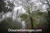 Bruxner Park Rainforest Photo - Gary Bell