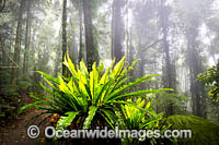 Bruxner Park Rainforest Photo - Gary Bell