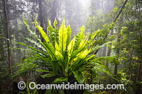 Bruxner Park Rainforest Photo - Gary Bell