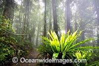 Bruxner Park Rainforest Photo - Gary Bell