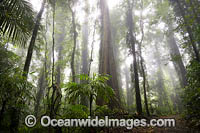 Bruxner Park Rainforest Photo - Gary Bell