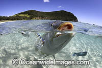 Spangled Emperor Lord Howe Island Photo - Vanessa Mignon
