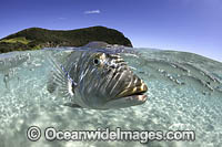 Spangled Emperor Lord Howe Island Photo - Vanessa Mignon