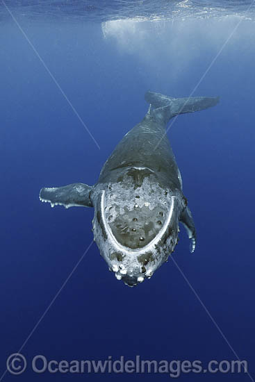 Humpback Whale underwater photo Humpback Whale underwater photo