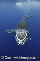 Humpback Whale underwater Photo - Vanessa Mignon