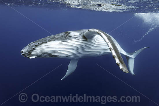 Humpback Whale underwater photo Humpback Whale underwater photo