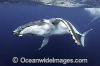 Humpback Whale underwater Photo - Vanessa Mignon