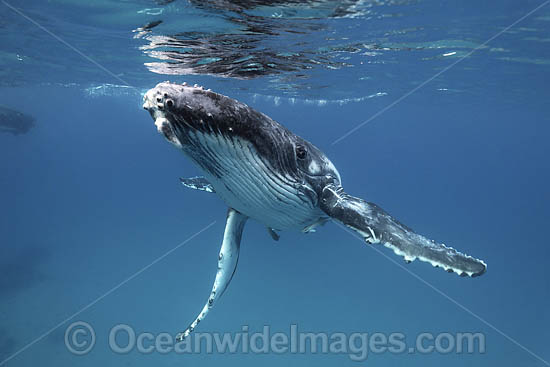 Humpback Whale underwater photo Humpback Whale underwater photo