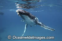 Humpback Whale underwater Photo - Vanessa Mignon