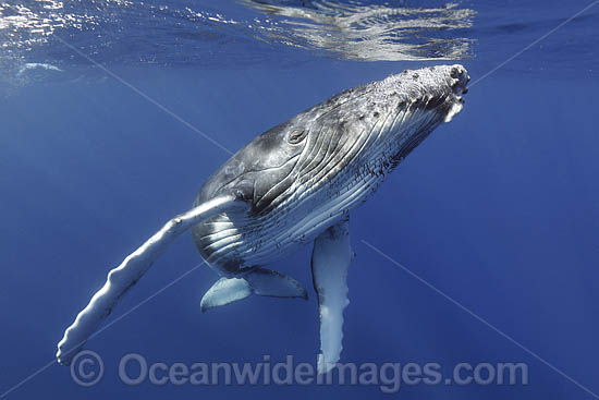 Humpback Whale underwater photo