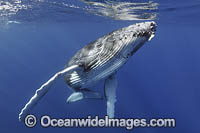Humpback Whale underwater Photo - Vanessa Mignon