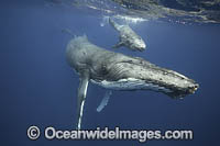 Humpback Whale underwater Photo - Vanessa Mignon