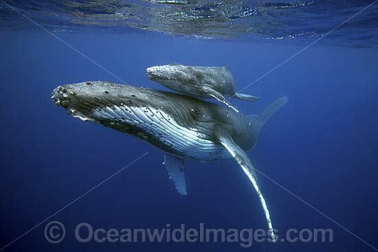 Humpback Whale underwater photo Humpback Whale underwater photo