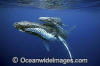 Humpback Whale underwater Photo - Vanessa Mignon
