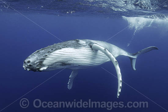 Humpback Whale underwater photo Humpback Whale underwater photo
