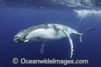 Humpback Whale underwater Photo - Vanessa Mignon